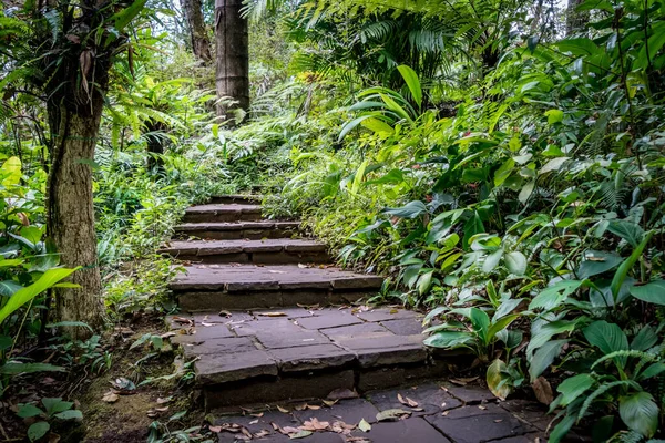 콘크리트 계단과 공원에 식물이 — 스톡 사진