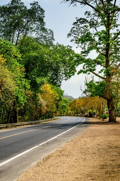 Strada Asfaltata Con Alberi Verdi Nel Parco — Foto Stock