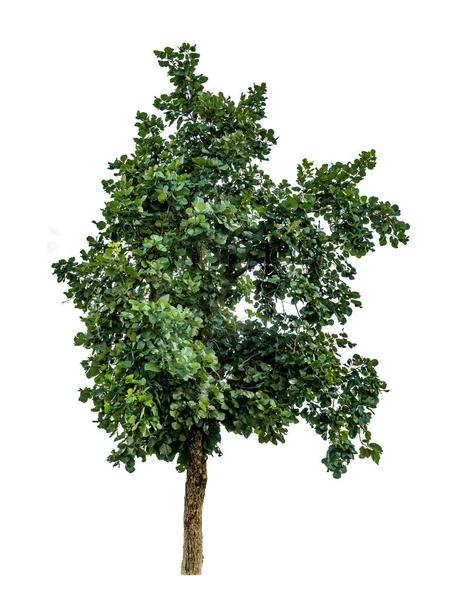 Grüner Baum Isolieren Auf Weißem Hintergrund — Stockfoto