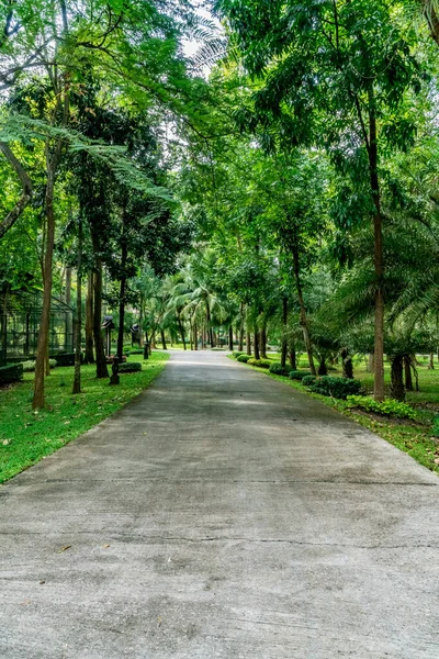 Strada Cemento Con Alberi Verdi Nel Parco — Foto Stock