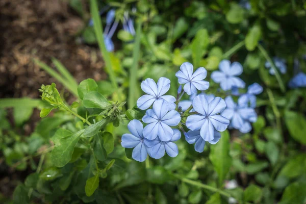 緑色の葉に青い花を咲かせます — ストック写真