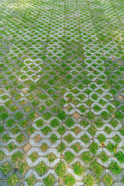 Betonnen Blok Vloer Met Groen Gras — Stockfoto
