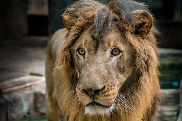 Image Rapprochée Visage Lion — Photo