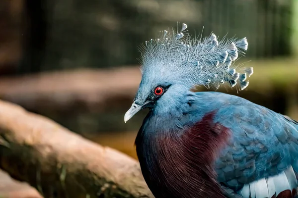 Close Image Victoria Crowned Pigeon — Stock Photo, Image