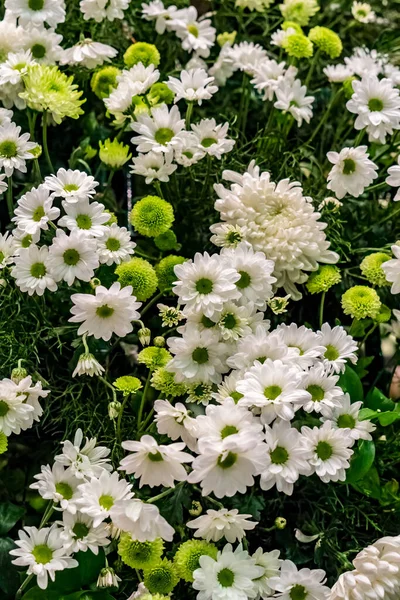 Flores Brancas Margarida Folhas Verdes Desfocadas — Fotografia de Stock