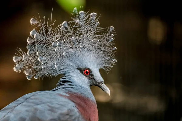 Close Image Victoria Crowned Pigeon — Stock Photo, Image