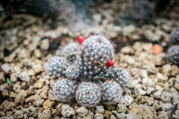 Cactus Verde Sobre Grava Pequeña —  Fotos de Stock