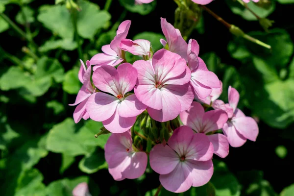 Flor Jardim Fundo Simples — Fotografia de Stock