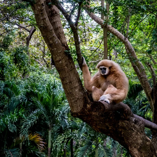 Brauner Gibbon Sitzt Auf Dem Ast Eines Großen Baumes — Stockfoto