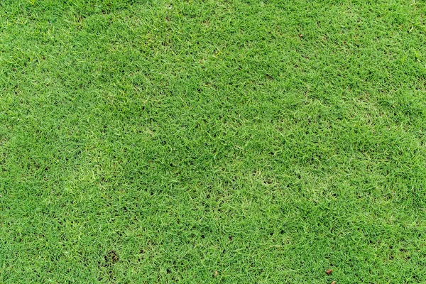 Gambar Latar Belakang Tekstur Rumput Hijau — Stok Foto