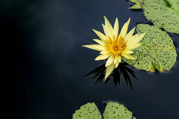 Жовта Квітка Лотоса Зелене Листя Лотоса Ставку — стокове фото