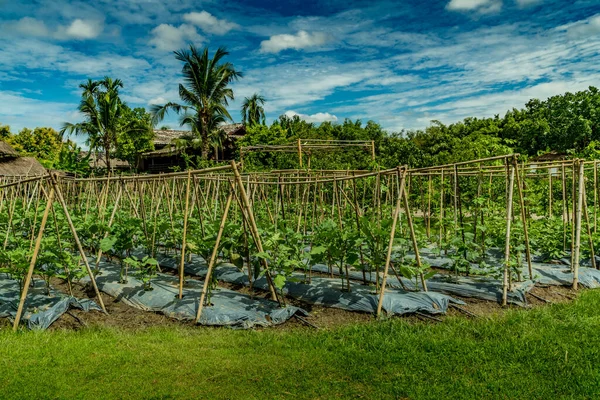 Jardín Vegetal Campo Tailandia —  Fotos de Stock