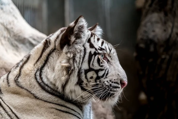 Närbild Vit Bengalisk Tiger — Stockfoto