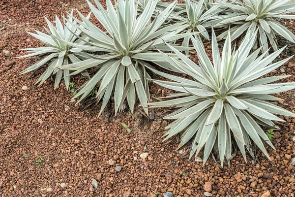 Agave Verde Sobre Grava Marrón —  Fotos de Stock