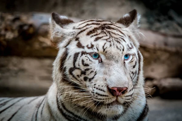 Close Afbeelding Van Witte Bengaalse Tijger — Stockfoto