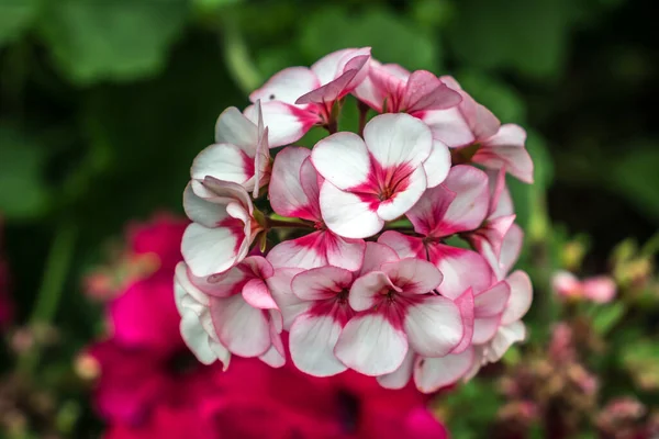 Vit Och Rosa Blomma Trädgården — Stockfoto