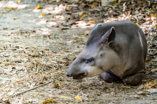 Bild Sounth American Tapir — Stockfoto