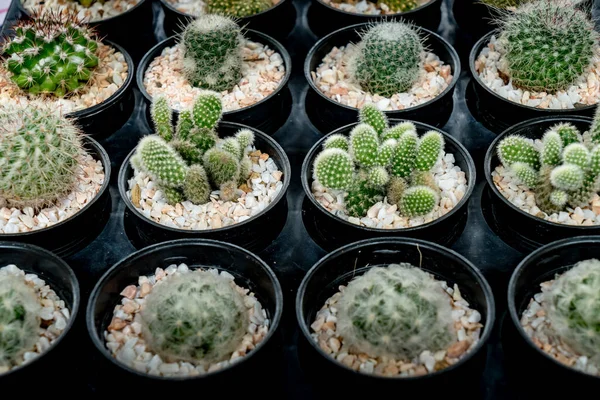 Varios Tipos Cactus Verdes Maceta Plástico Marrón Tienda —  Fotos de Stock