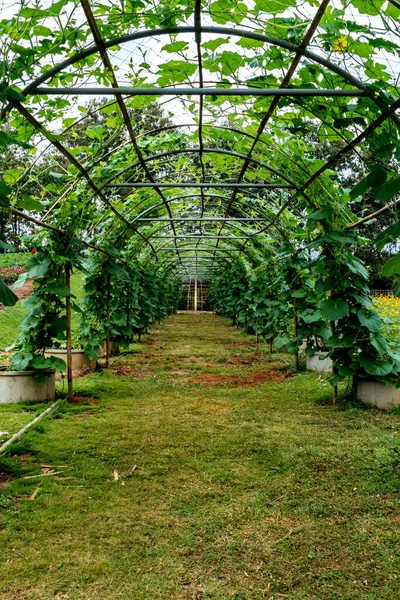 绿草植物的绿色隧道 — 图库照片