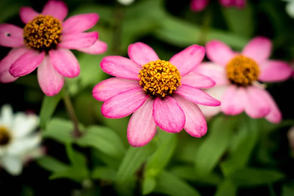 Рожева Квітка Фоні Зеленого Листя — стокове фото