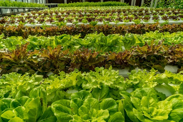 水栽农场鲜绿色生菜 — 图库照片