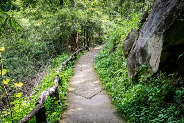 Percorso Cemento Nella Foresta Con Ringhiera Dei Rami — Foto Stock