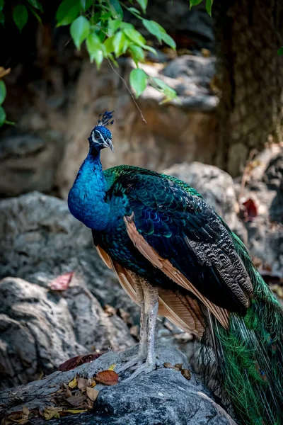 Close Image Colorful Peacock — Stock Photo, Image