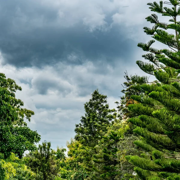 Topo Árvores Verdes Com Nuvem Escura — Fotografia de Stock