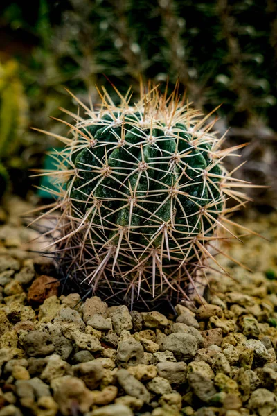 Grüner Kaktus Auf Kleinem Kies — Stockfoto