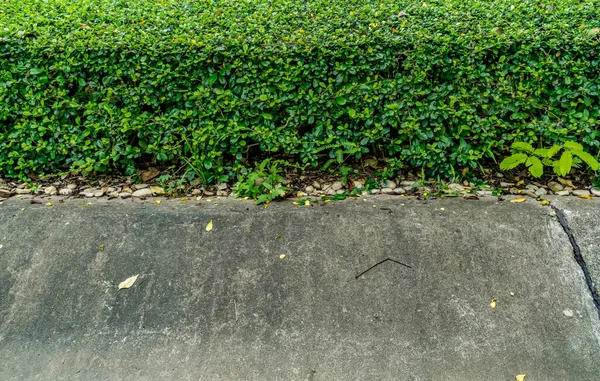 Folhas Verdes Parede Sebe Com Piso Concreto — Fotografia de Stock
