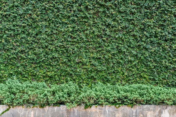 Foglie Verdi Copertura Vegetale Struttura Della Parete Cemento — Foto Stock