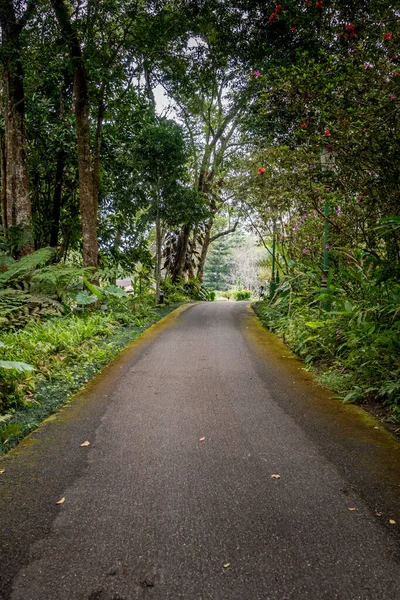 Estrada Asfalto Com Árvores Verdes Parque — Fotografia de Stock