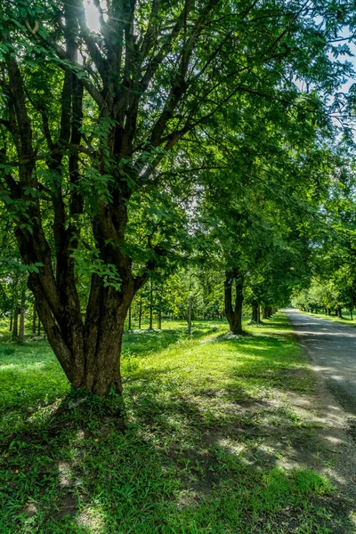 Grandi Alberi Lato Della Strada Asfaltata Nella Campagna Della Thailandia — Foto Stock