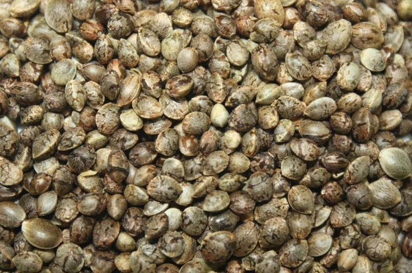 Hemp seeds marijuana grain texture background. Marijuana seed photo.
