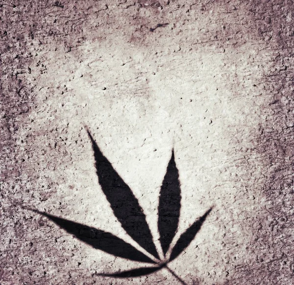 Chanvre cannabis marijuana feuille silhouette ombre abstrait fond tuile — Photo