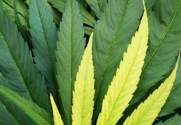 Прекрасна деталь листя марихуани. Маріупольський рослинний мотив красива жовта і яскраво-зелена текстура листя . Стокова Картинка