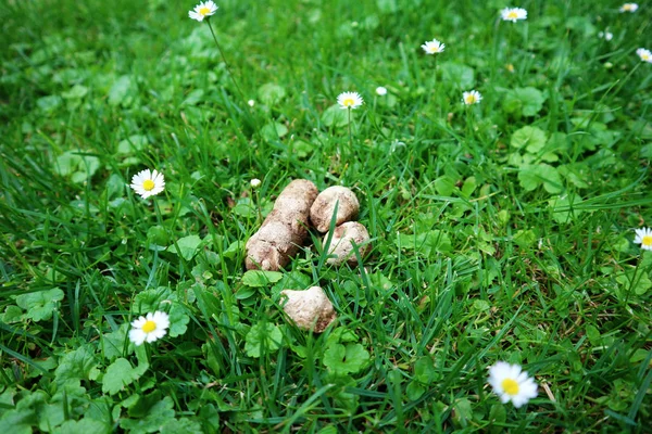 Hundehaufen auf dem frischen grünen Gras mit blühenden Gänseblümchen — Stockfoto