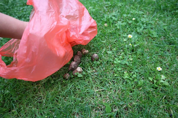 Aufheben, Sammeln, Putzen, Hundekot mit Plastiktüte. — Stockfoto