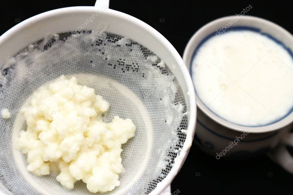 Milk kefir grains, tibetian mushroom sponge witk kitchen sieve and cup of fermented milk.