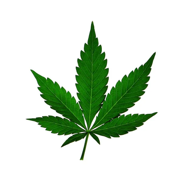 Marihuana hennep ganja cannabis kruid plant blad geïsoleerd op wit Stockafbeelding
