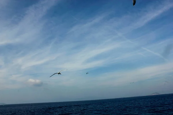 Seagull Sky Sea — Stock Photo, Image