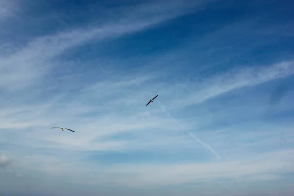 Bird Blue Sky — Stock Photo, Image