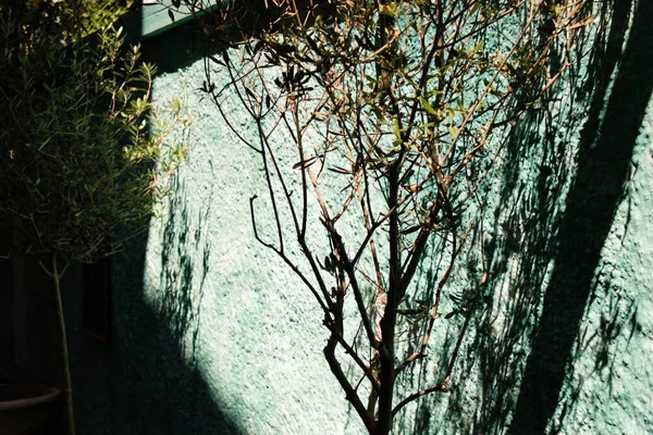Olivový Strom Zeď — Stock fotografie