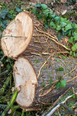 Kesik odun yığını