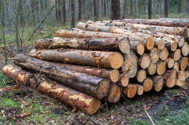 Kesik odun yığını