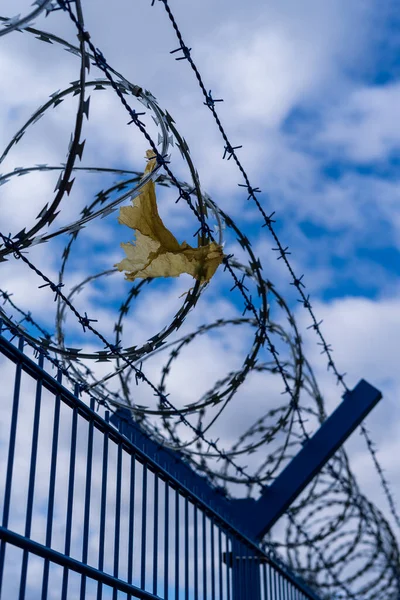 Prison Barbed Wire Prison Fence Strict Punishment Crimes — Stock Photo, Image