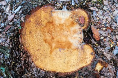 Kesik odun yığını