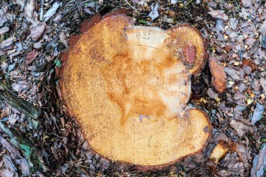 Kesik odun yığını