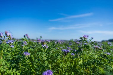Mavi tansi ya da mor tansi (Phacelia tanacetifolia) tarlada çiçek açar