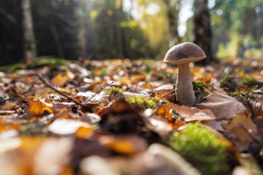 Muhteşem yapraklar içinde güzel bir mantar mantarı. Büyüleyici eski orman mantarları. Taze mantar..